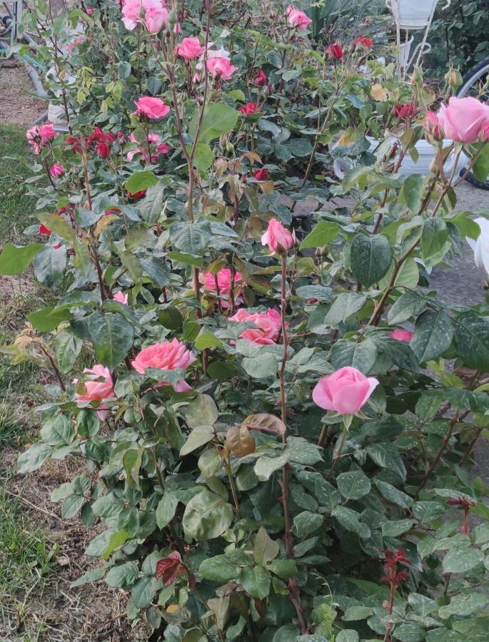 La Casa Delle Rose 1 Villa Giba Bagian luar foto
