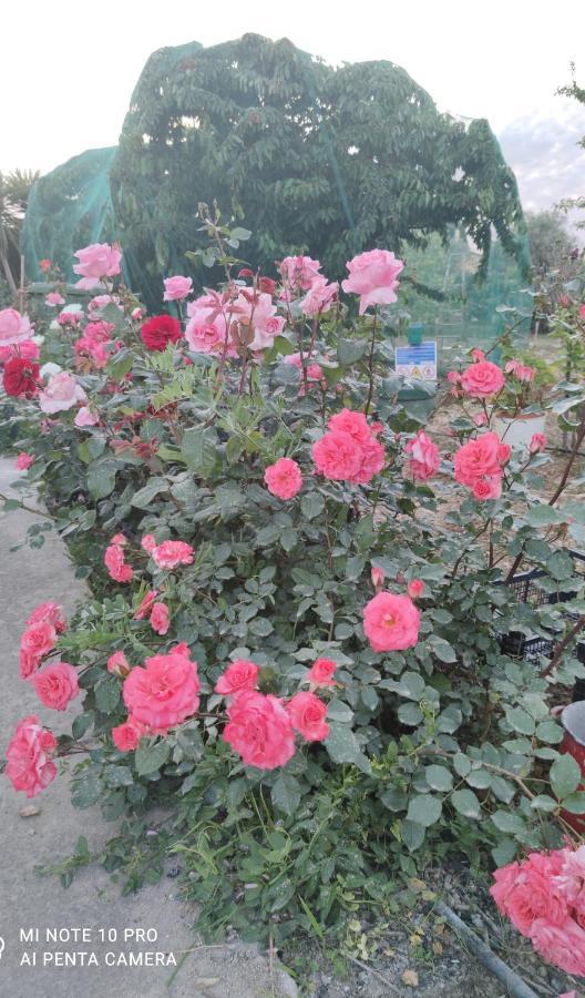 La Casa Delle Rose 1 Villa Giba Bagian luar foto