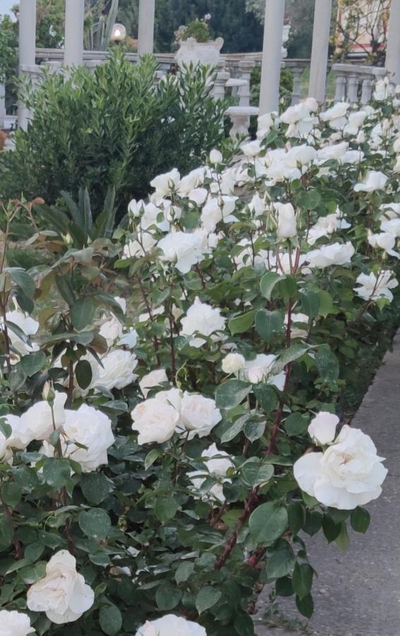 La Casa Delle Rose 1 Villa Giba Bagian luar foto